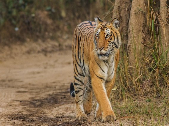 jim corbett