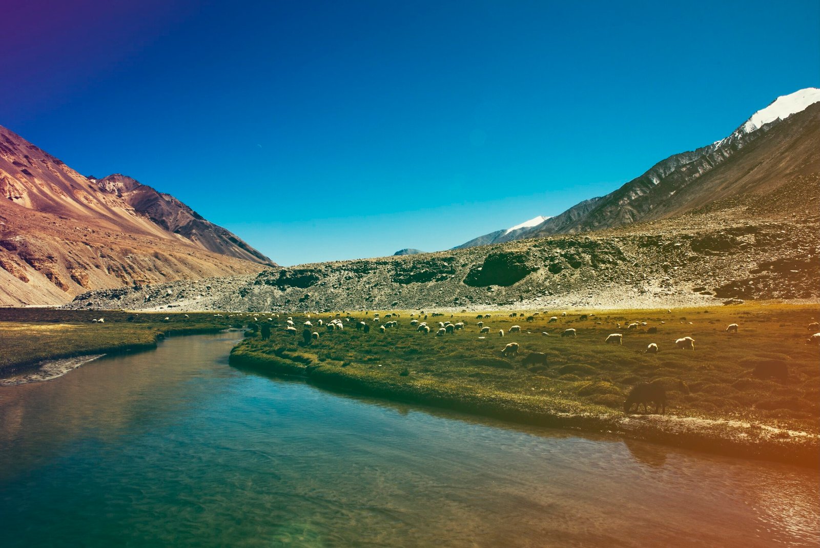 herd of sheeps goats riverside